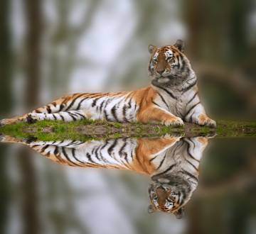 El tigre, en otro tiempo un depredador extendido y dominante, es hoy extremadamente raro en la mayor parte de su antiguo hábitat natural.