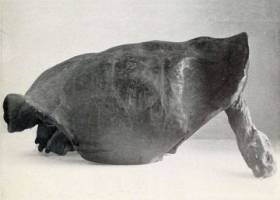 Hacen falta medidas radicales para evitar la sexta gran extinción en la Tierra