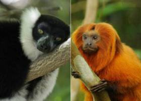 Hacen falta medidas radicales para evitar la sexta gran extinción en la Tierra