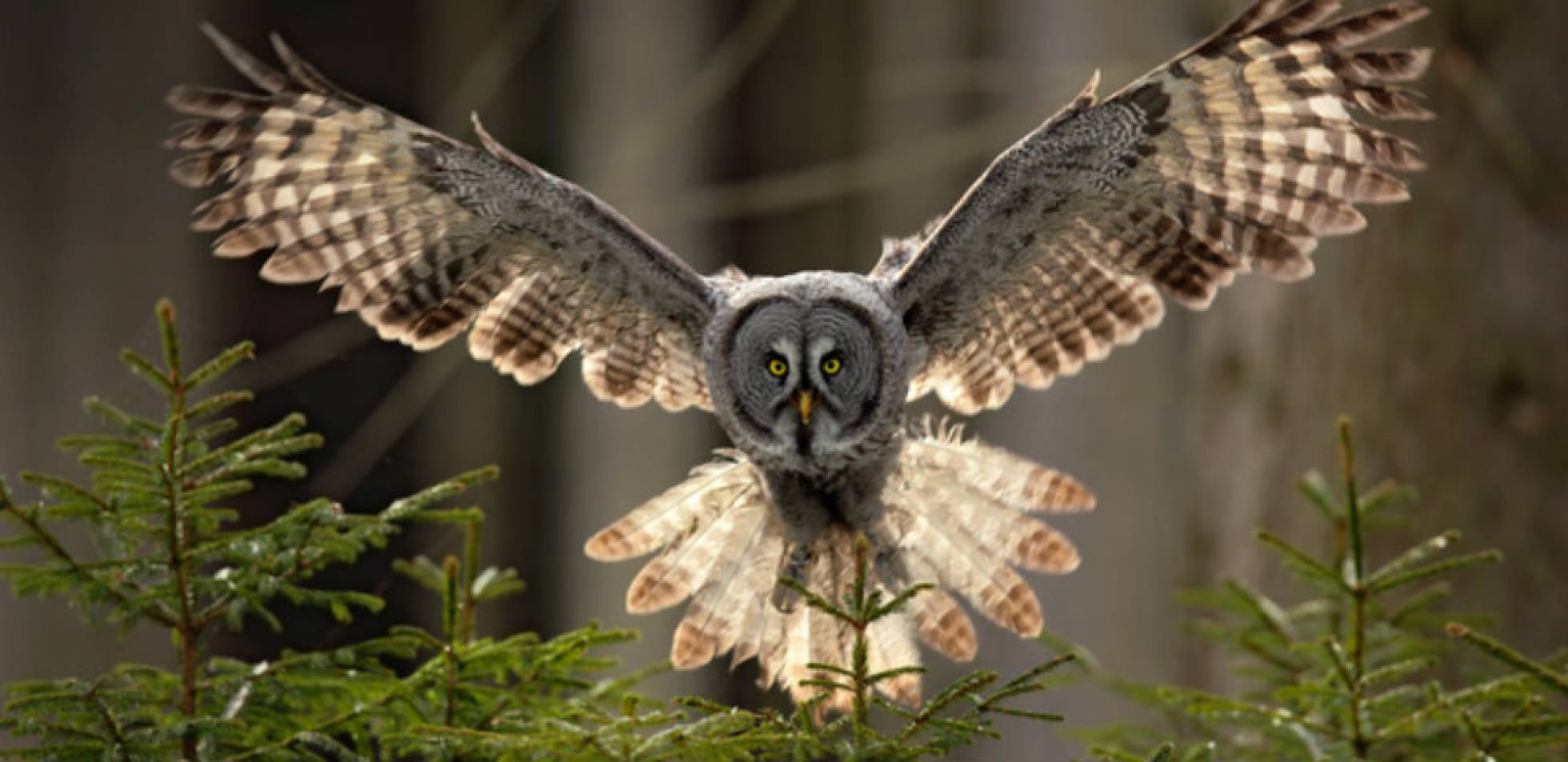 El gran búho gris corre peligro por la intensa actividad maderera en los bosques del hemisferio norte.