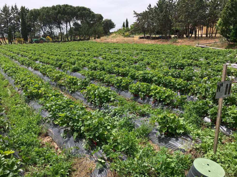 PLANTACIONES DE FRESAS EN MONJARAMA CAPEL