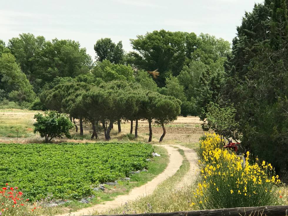 FINCA MONJARAMA CAPEL