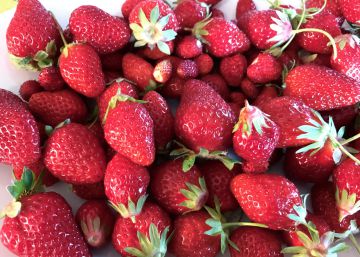 Del productor al cocinero, fresas excepcionales para un plato de cinco estrellas Del productor al cocinero, fresas excepcionales para un plato de cinco estrellas