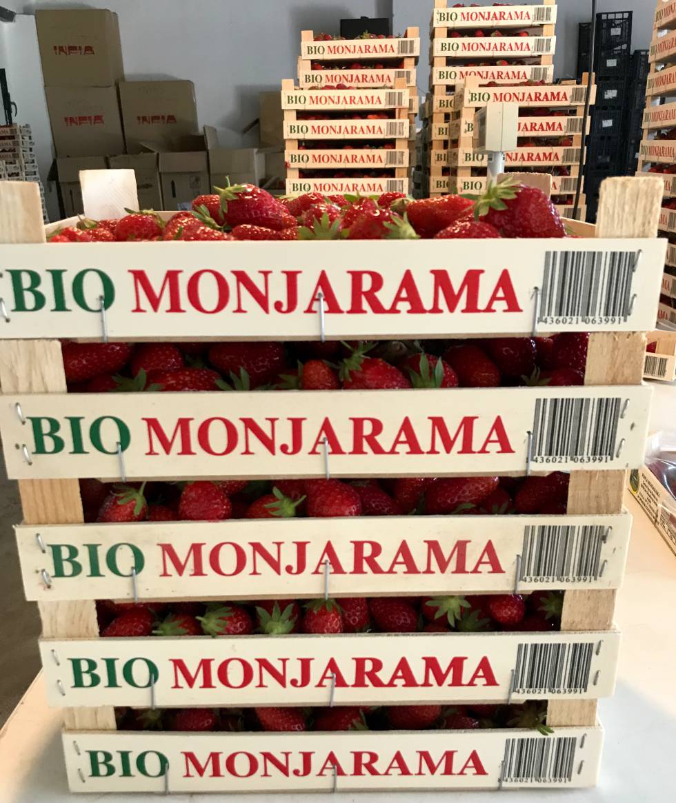 CAJITAS DE FRESAS DE MONJARAMA CAPEL