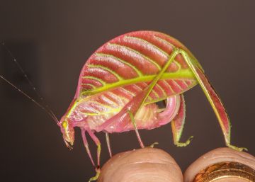 Un insecto igual que una hoja y las otras nueve especies más sorprendentes del año Un insecto igual que una hoja y las otras nueve especies más sorprendentes del año