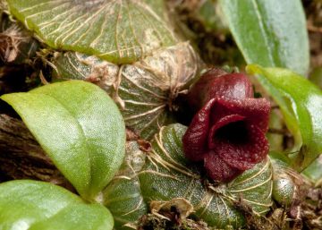 Los ‘cazadores de plantas’ que han descubierto más de 1.700 especies Los ‘cazadores de plantas’ que han descubierto más de 1.700 especies