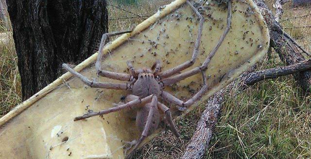 Una araña cangrejo gigante australiana.