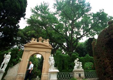 El árbol que sobrevivió a la bomba de Hiroshima
