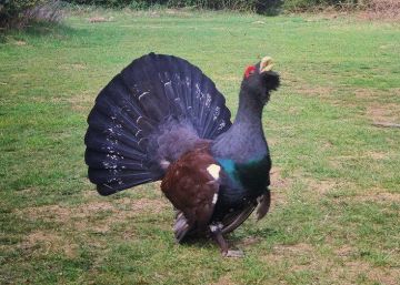 Muere un urogallo, especie amenazada, tras ser acosado por turistas en Benasque Muere un urogallo, especie amenazada, tras ser acosado por turistas en Benasque