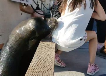 Un león marino agarra una niña por sorpresa y la tira al agua en Vancouver Un león marino agarra una niña por sorpresa y la tira al agua en Vancouver