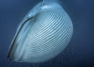Las ballenas se volvieron gigantes debido a la glaciación Las ballenas se volvieron gigantes debido a la glaciación