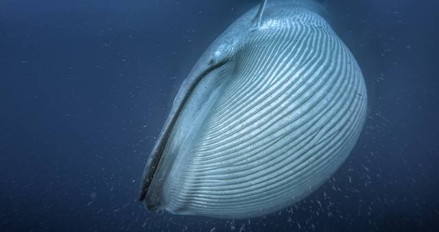 Una ballena azul, el animal vertebrado más grande.