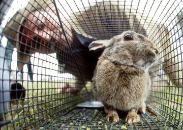 Australia libera un virus letal para arrasar sus poblaciones de conejos Australia libera un virus letal para arrasar sus poblaciones de conejos