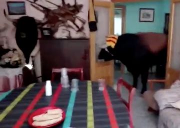 Un toro se cuela en una casa y desata el pánico Un toro se cuela en una casa y desata el pánico