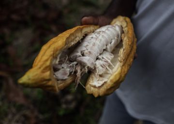Puro cacao ecuatoriano, justo y sostenible Puro cacao ecuatoriano, justo y sostenible