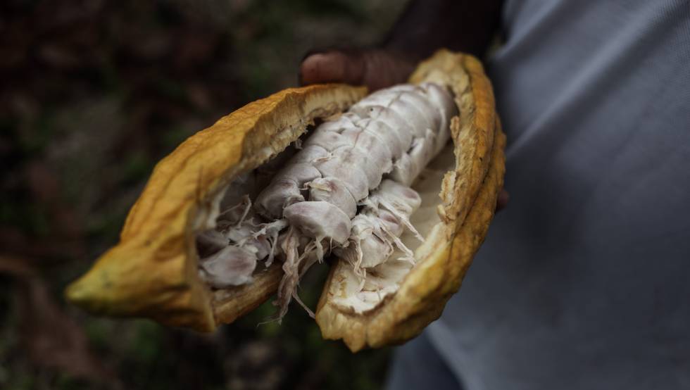 FOTOGALERÍA: Puro cacao ecuatoriano, sostenible y justo.