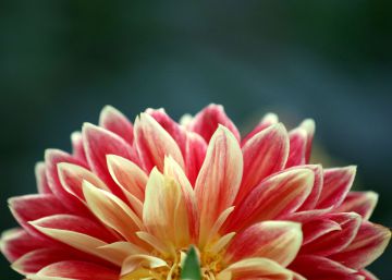El 'Chelsea Flower Show' de 2017