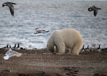 El cambio climático obliga a los osos polares a cambiar focas por huevos El cambio climático obliga a los osos polares a cambiar focas por huevos