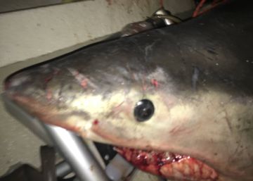 Un gran tiburón blanco salta dentro del barco de un pescador en Australia