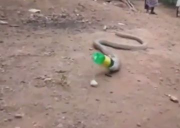 Una cobra escupe una botella de plástico Una cobra escupe una botella de plástico