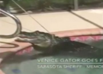 Un caimán de dos metros se cuela en una piscina de Florida Un caimán de dos metros se cuela en una piscina de Florida