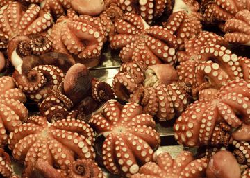 Como de todo. Menos pulpo Como de todo. Menos pulpo