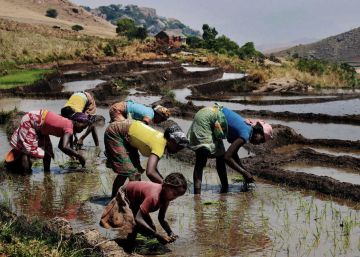 Las vidas de un saco de arroz en Madagascar Las vidas de un saco de arroz en Madagascar