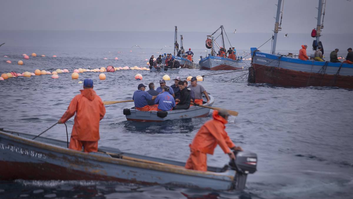 Pescadores en Barbate (Cádiz).