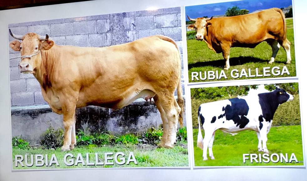 FOTOGRAFÍAS QUE HABLAN POR SÍ SOLAS CAPEL