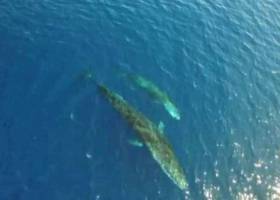 La ‘estrella de mar demonio’ que devora los corales