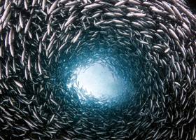 Las reservas marinas protegidas ayudan a frenar el cambio climático