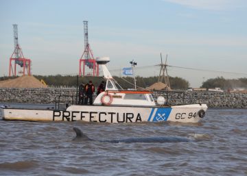Dos ballenas perdidas en el Río de la Plata Dos ballenas perdidas en el Río de la Plata