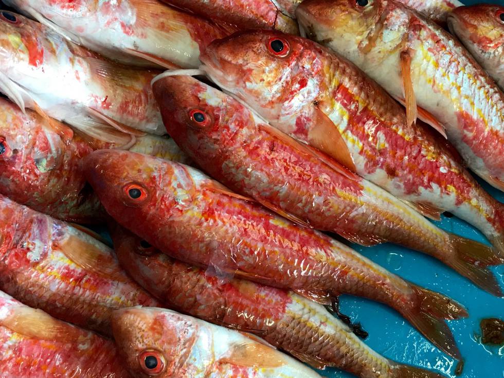 SALMONETES CAPEL
