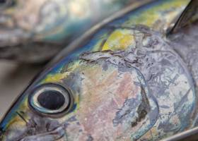 A por una red sin agujeros