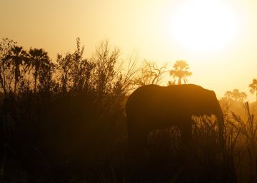 El planeta está perdiendo su biodiversidad más rápido de lo que creía El planeta está perdiendo su biodiversidad más rápido de lo que creía