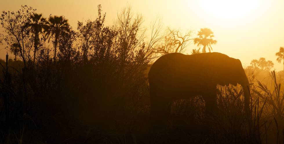Un elefante africano camina sólo.