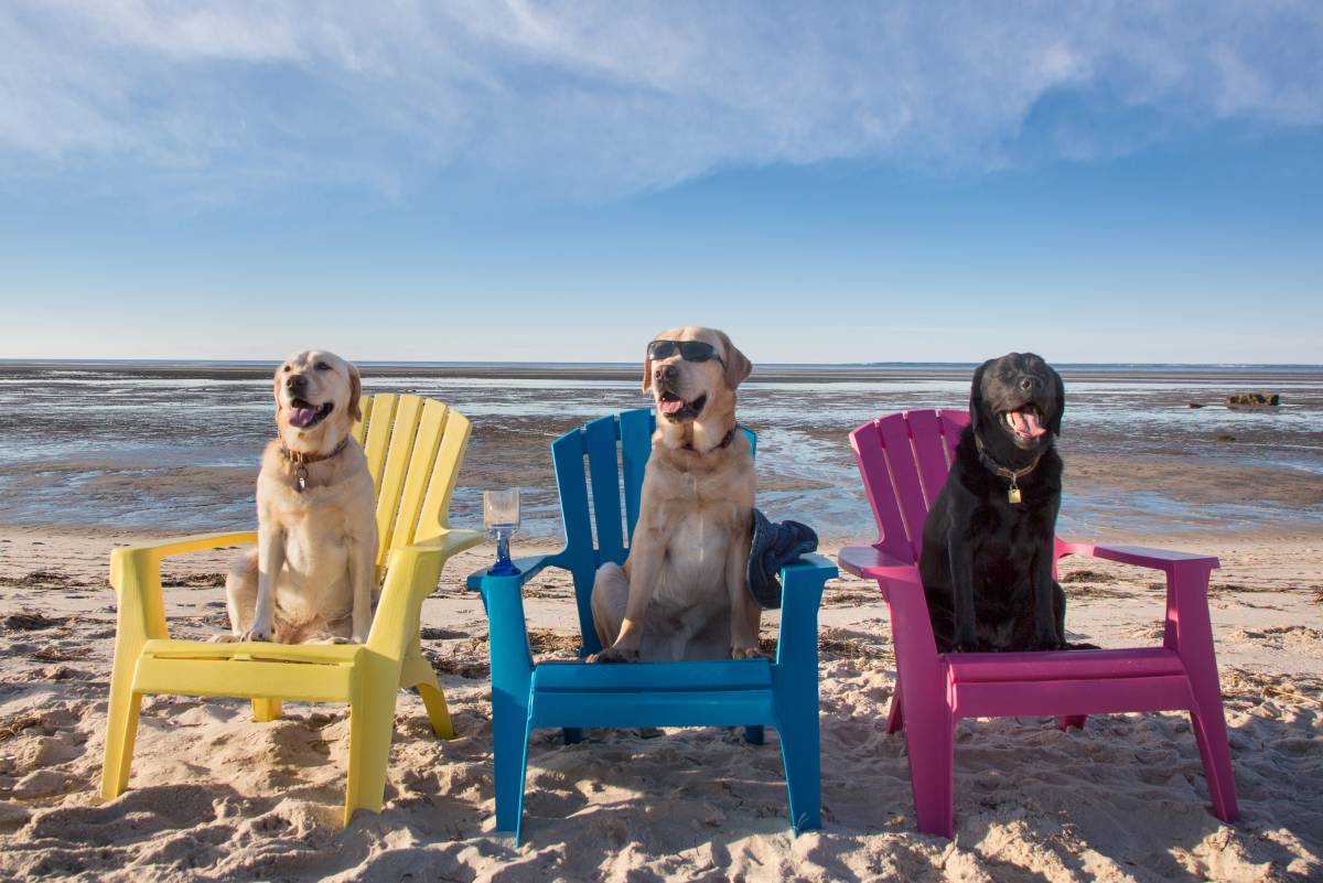 Al agua, perros
