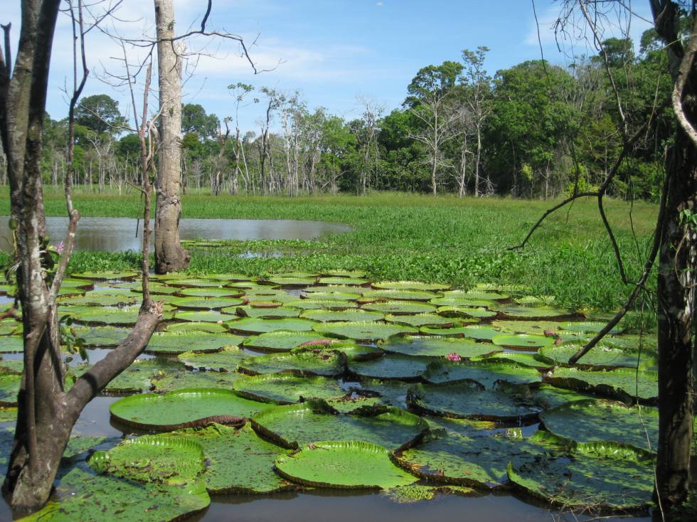 Los bosques de várzea donde crece la 'Victoria amazonica' depende de las inundaciones estacionales del Amazonas.