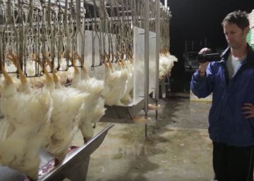 Pollitos en el matadero: estrenamos el docu de Igualdad Animal Pollitos en el matadero: estrenamos el docu de Igualdad Animal