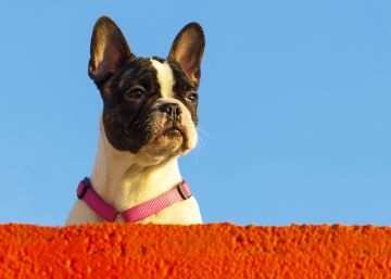 ¿Debo poner crema solar a mi perro?
