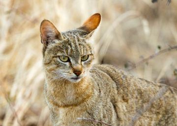 Tu gato desciende del gato salvaje africano Tu gato desciende del gato salvaje africano