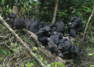 Los chimpancés se sacrifican por los demás como prueba de altruismo Los chimpancés se sacrifican por los demás como prueba de altruismo