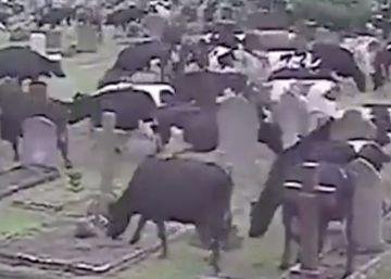 Más de 400 vacas se cuelan en un cementerio de Reino Unido Más de 400 vacas se cuelan en un cementerio de Reino Unido