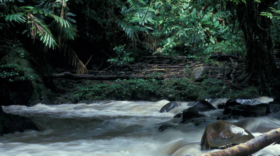 Indonesia es uno de los poaíses más amenzados por la deforestación de bosque tropical.