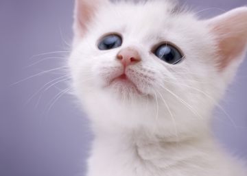 Este es el motivo científico por el que tanto nos gustan los vídeos de animales Este es el motivo científico por el que tanto nos gustan los vídeos de animales