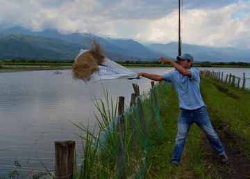 Criar truchas en la ‘zona roja’ de Colombia