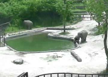 Dos elefantes rescatan a una cría en la piscina de un zoológico