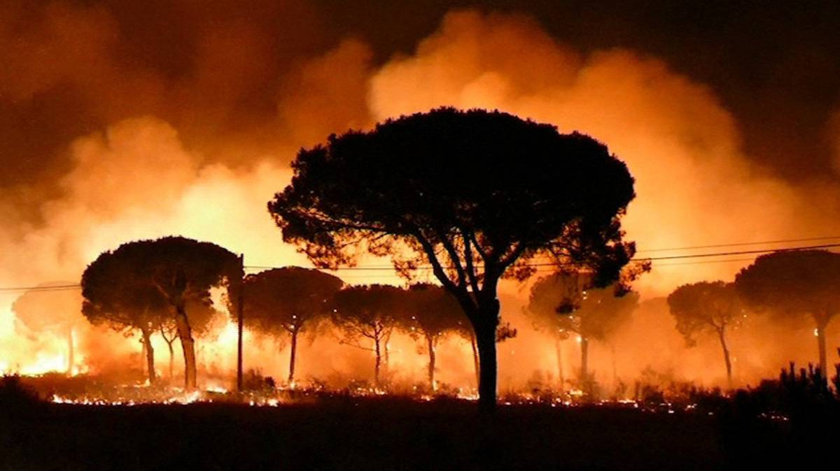 Árboles arrasados por las llamas en Doñana.