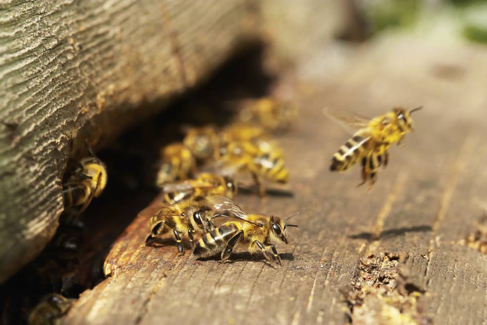 Las abejas son vitales en cultivos como la alfalfa, las almendras, los pepinos y las fresas.