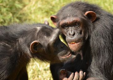 ¿Tiene más fuerza un chimpancé que un humano? ¿Tiene más fuerza un chimpancé que un humano?
